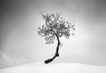 مجموعه عکس روح نواز «زندگی یک درخت»